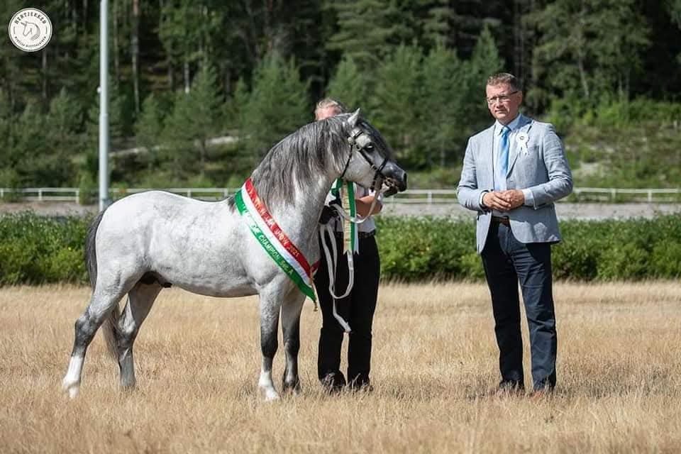 Welsh Show 2021 - Supreme Champion sec A, BIS II