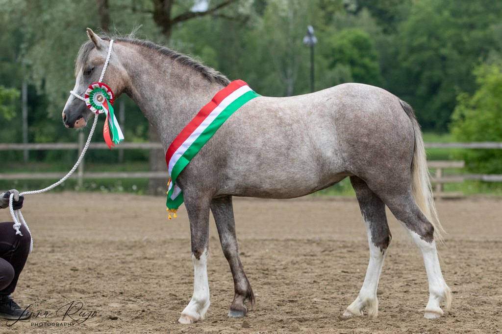 Welsh Show 2023 - Supreme Champion sec A, BIS II