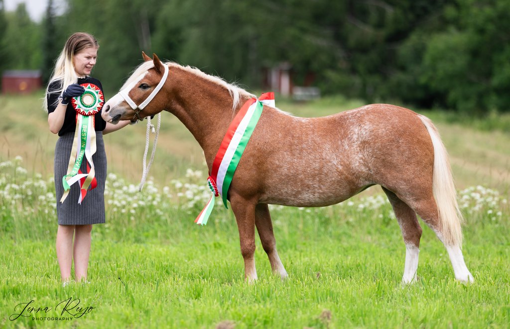 Welsh Show 2026 - Supreme Champion sec A, BIS I